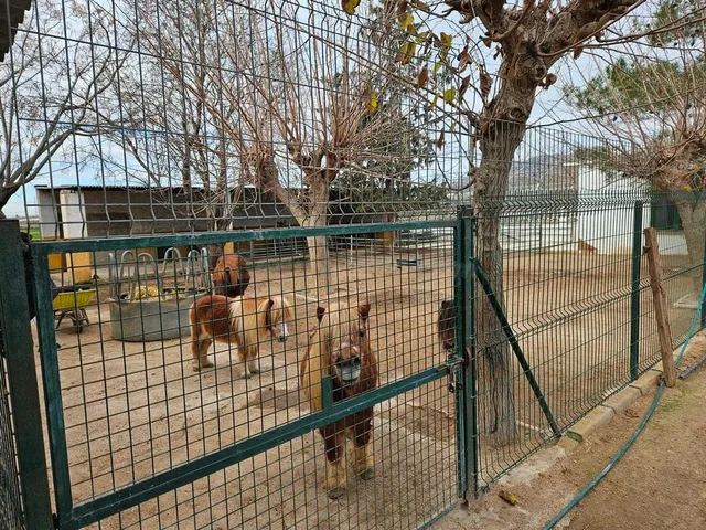 Finca de Caballos Orihuela - foto 2