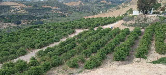 FINCA RÚSTICA EN CABEZO DE LA PLATA - foto 4
