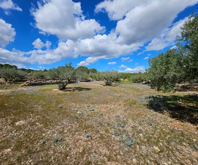 Finca Rustica de 45.344 m2, plana y plantada de olivos en producción — 6