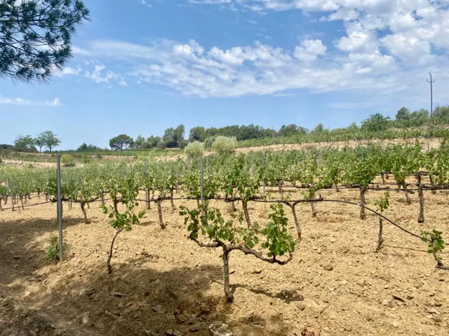 Exclusiva finca con masía, hotel, bodegas y 83 ha de terreno en el Priorat — 46
