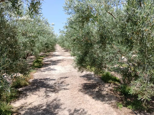Se vende finca en Huércal-Overa, El Saltador!!!! - foto 5