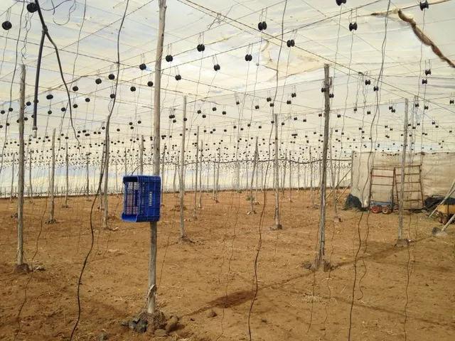 TERRENO EN GUÍA DE ISORA - foto 5