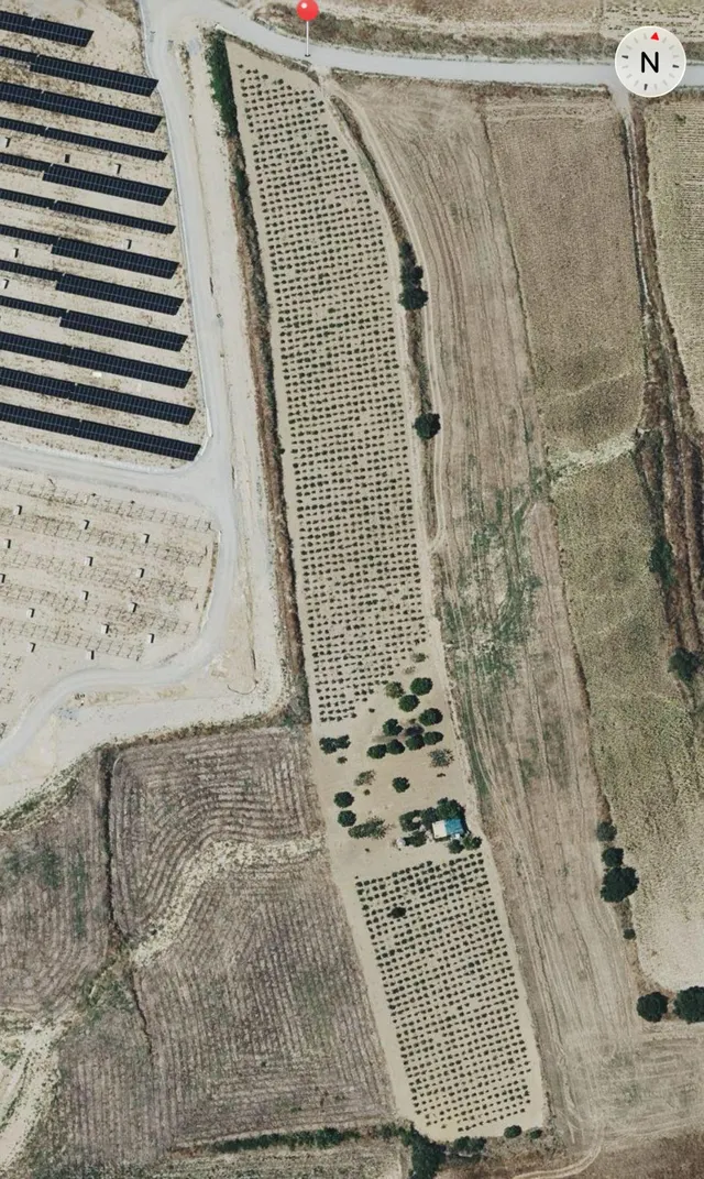 FINCA DE VIÑEDOS Y ÁRBOLES FRUTALES EN LA PALMA DEL CONDADO HUELVA — 3