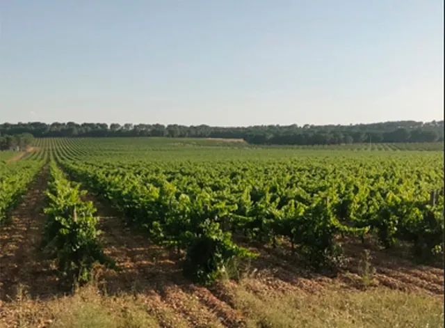 2 terrenos rústicos de uso agrario con un total de 324.946 m2 (32,49 Hectáreas) actualmente viñedos — 3