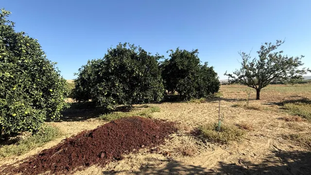 FINCA DE VIÑEDOS Y ÁRBOLES FRUTALES EN LA PALMA DEL CONDADO HUELVA — 20