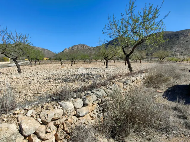 SE VENDE PARCELA CON PRODUCCION DE ALMENDROS AL LADO DEL PUE