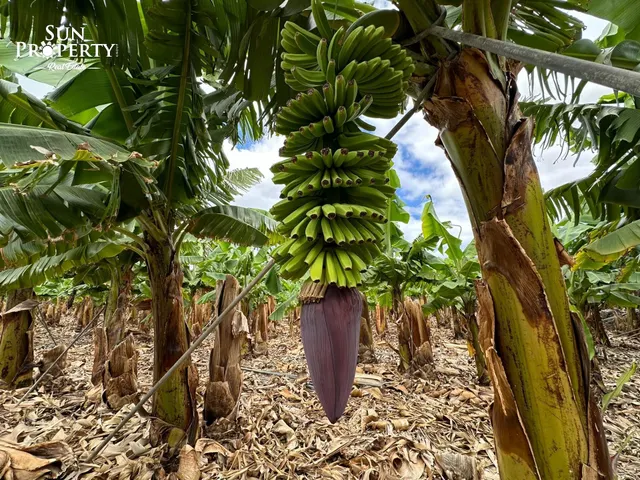 FINCA ECOLÓGICA CON GRAN CASA Y ALTO POTENCIAL DE INVERSIÓN — 32
