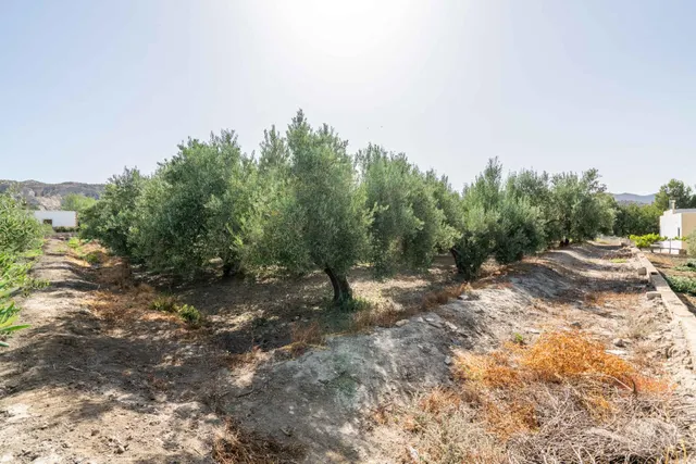 Terreno con Cortijo en Alsodux — 25