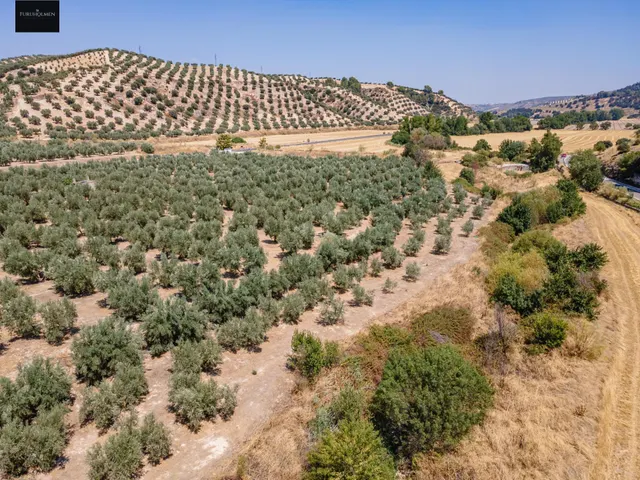 GRAN OPORTUNIDAD !!!! OLIVAR EN VENTA..... — 5