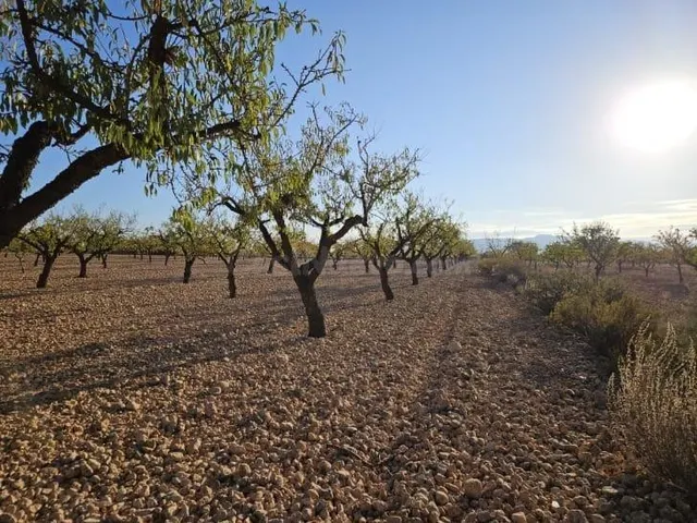 Solar para construir en Pinoso en buena zona - foto 2