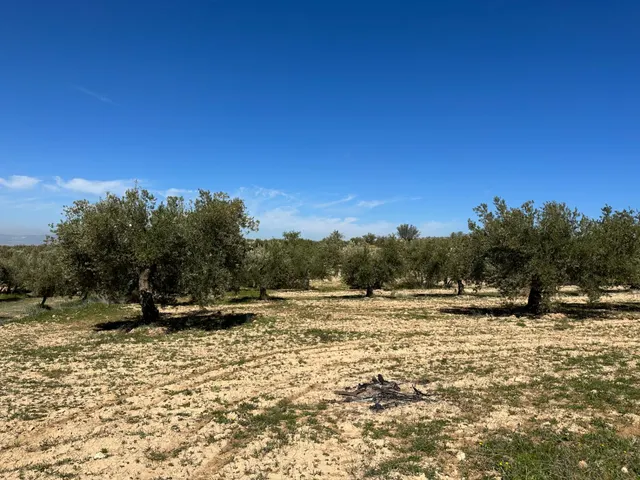 VENTA DE FINCA RUSTICA DE 6,5 HECTAREAS DE ALMENDROS Y ALGUNOS OLIVOS EN DILAR — 29