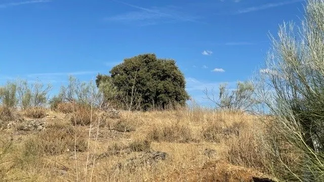TOLEDO , ZONA DE LA POZUELA , SUELO URBANO DE 8120M2 — 8