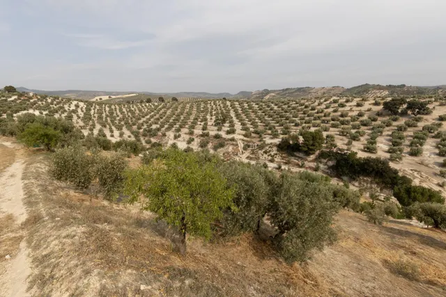 Olivar en venta - JAYENA — 22