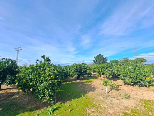 CAMPO DE NARANJOS EN PRODUCCIÓN — 11