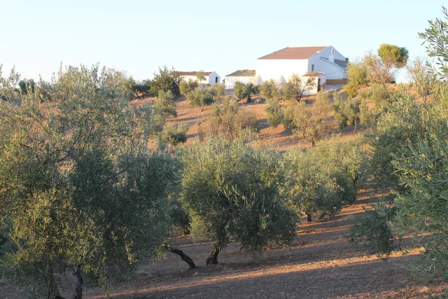 SE VENDE FINCA CON CORTIJO - foto 4