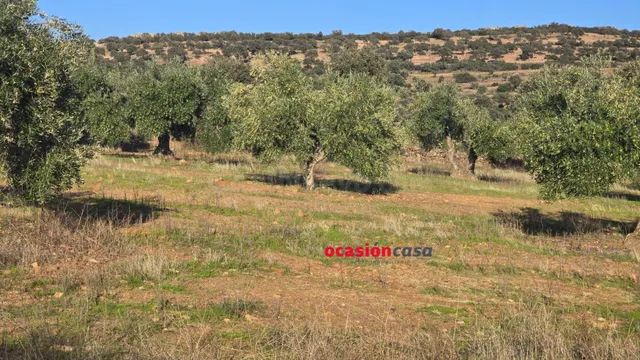MAGNÍFICO OLIVAR EN PLENA PRODUCCION - foto 3