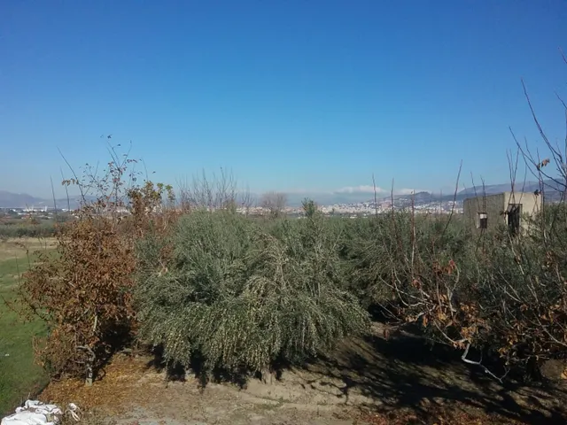 OLIVAR EN LA ZUBIA DE 3.597 M2 — 10