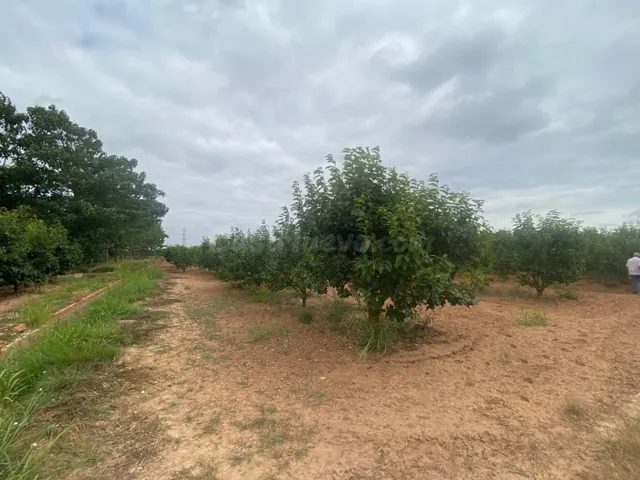 TERRENO RURAL DE KAKI EN PRODUCCIÓN - foto 2
