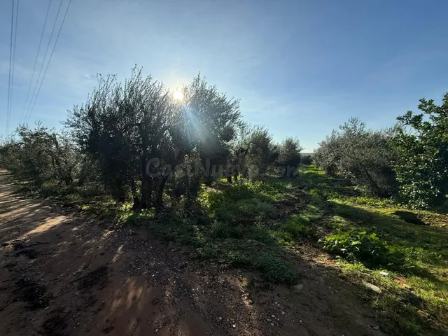 Terreno rural en venta - Andalucia - foto 2