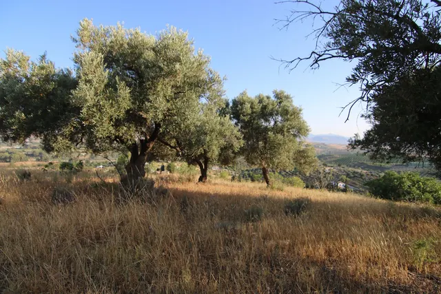 Parcela en venta - South of spain — 6
