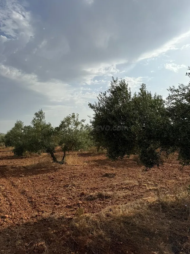 Parcela de Olivar en el término de Carmona!! - foto 5