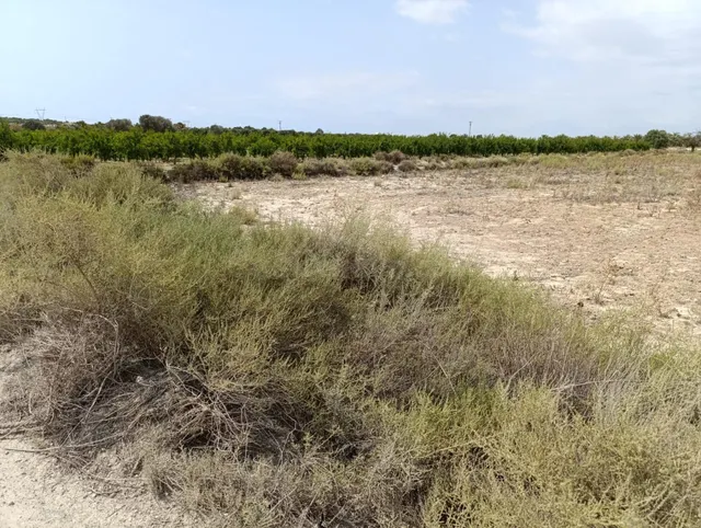 Parcela en Elche pedanias con vistas despejadas - foto 4