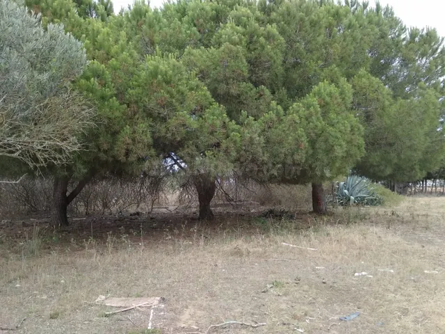 MAGNIFICA PARCELA EN PUERTO REAL EN CASINES — 2