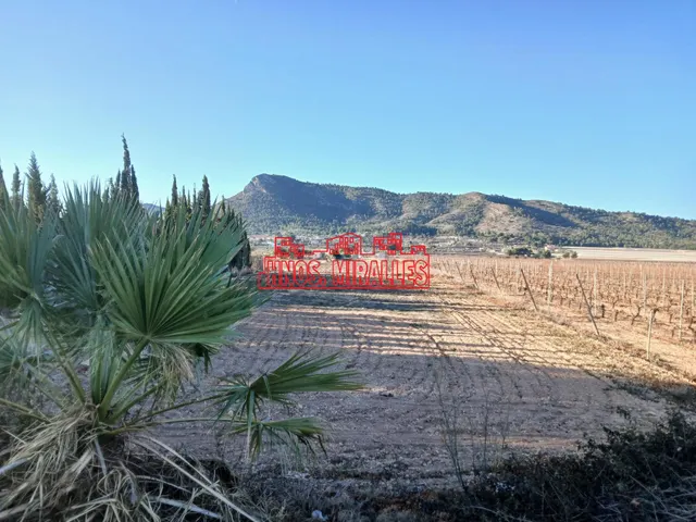 ¡¡ MAGNÍFICA PARCELA EN ASPE, 12.000 m2 !! - foto 4