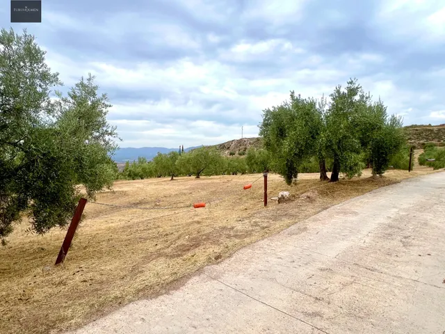 NIVAR - FINCA DE OLIVOS — 13