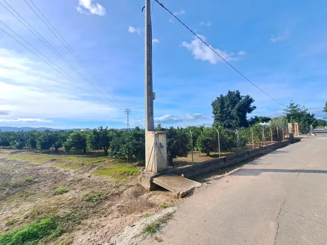 CAMPO DE NARANJOS EN PRODUCCIÓN — 2