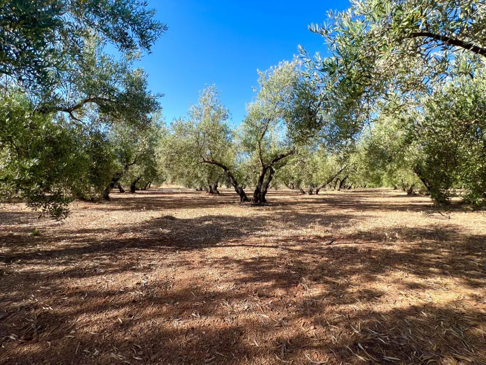ALBOLOTE - PANTANO CUBILLAS