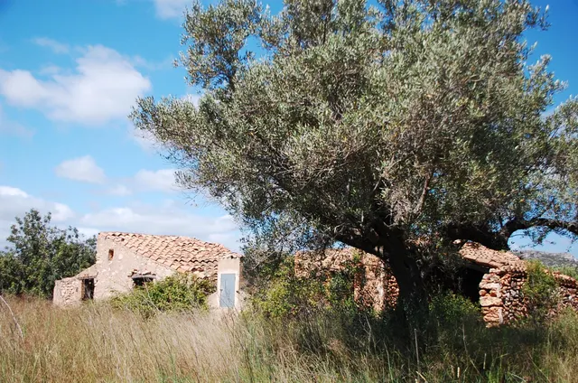 Finca Rústica de 6,5 hectáreas, plana, con casa de campo de 150 M2 — 15