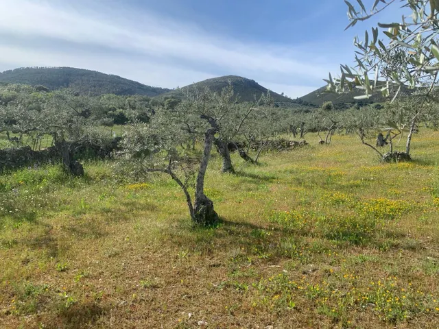 Paraje Carboneras, Casas de Millán - foto 4