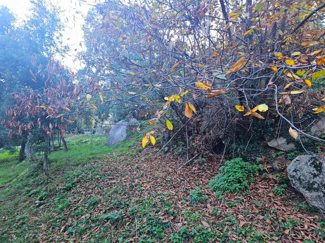 Parque natural del montseny (afueras riells): masía típica catalana catalogada a reformar — 39