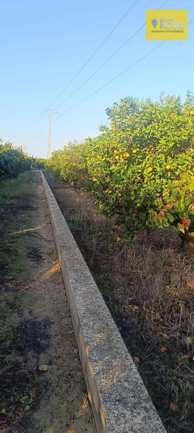 Oportunidad de Inversión: Terreno Rústico con Árboles Frutal - foto 2