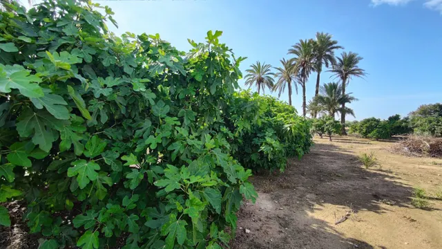 SE VENDE CASA DE CAMPO CON 42.000 M2 DE PARCELA. — 17
