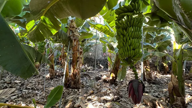 OPORTUNIDAD ÚNICA: GRAN FINCA DE 31.000 M2, secciones URBANA, RÚSTICA, ASENTAMIENTO RURAL Y AGRÍCOLA — 20