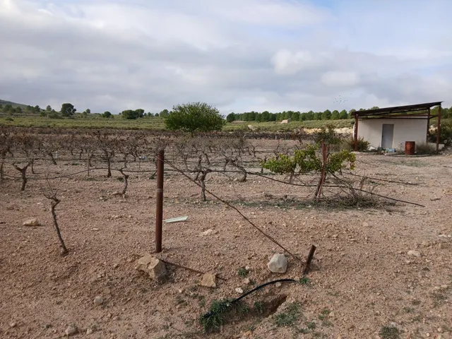 Parcela en venta - Yecla — 26