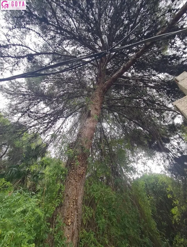 FINCA RUSTICA EN VILLAFRANQUEZA - foto 3