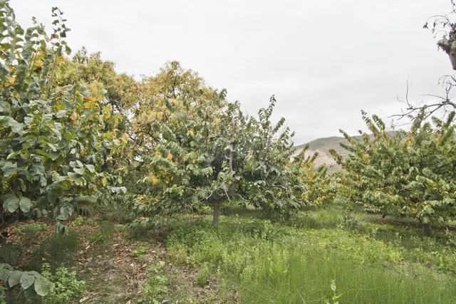 Finca subtropicales en Lobres