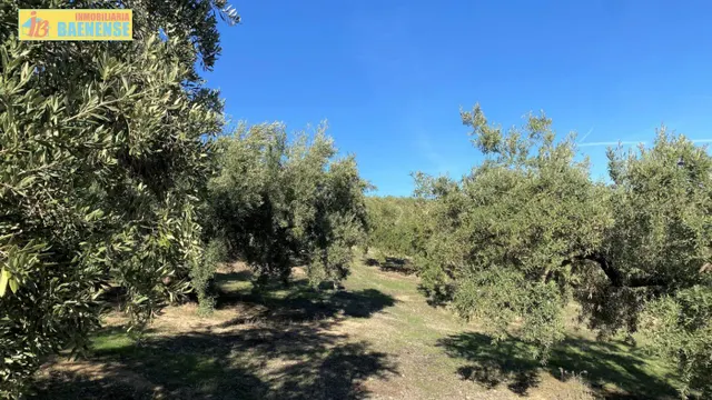 Olivar fresco en buena ubicación — 3