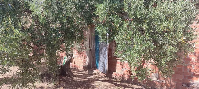 Finca rústica en venta en Cantallops – Olivos centenarios, v - foto 4