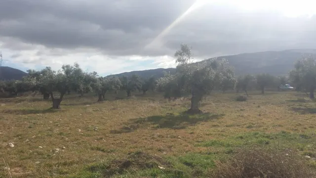 Finca rústica en producción!! Con posibilidad de construir!! — 11