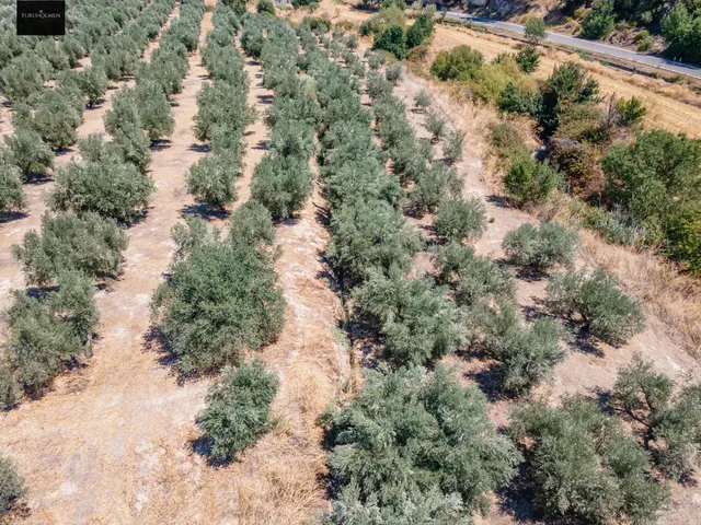 GRAN OPORTUNIDAD !!!! OLIVAR EN VENTA..... — 19