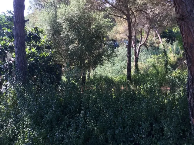 Terreno urbano en venta - Los pinares - foto 3