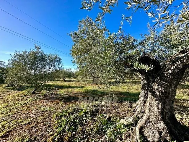 ADAMUZ - FINCA AGRICOLA DE 6 Has. CON CASA. — 17