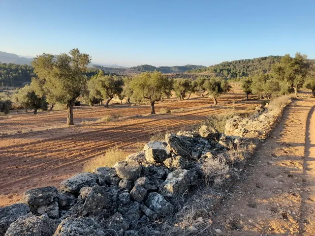 OCASION GRAN  FINCA EN PRODUCCION DE 8,4 HAS. EN CORBERA D´EBRE — 27
