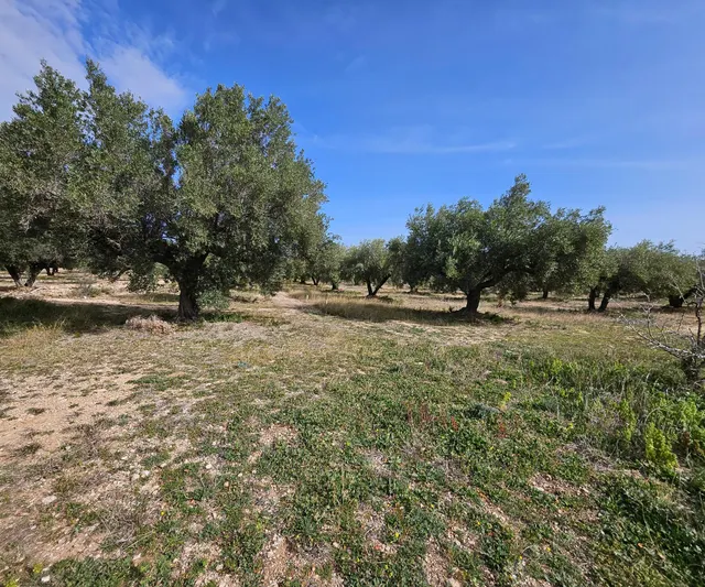 Finca Rústica de 6,5 hectáreas, plana, con casa de campo de 150 M2 — 26