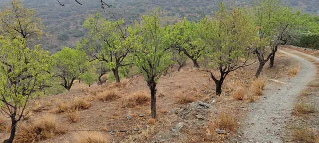 VENTA EN SIERRO ( ALMERÍA ) DE TERRENO PARA CAZA. — 8
