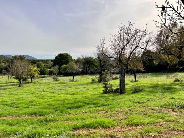 Finca rústica Campanet — 4